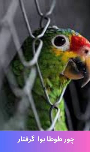 The thief was caught by a parrot.